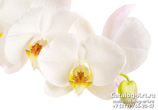 White orchids 11